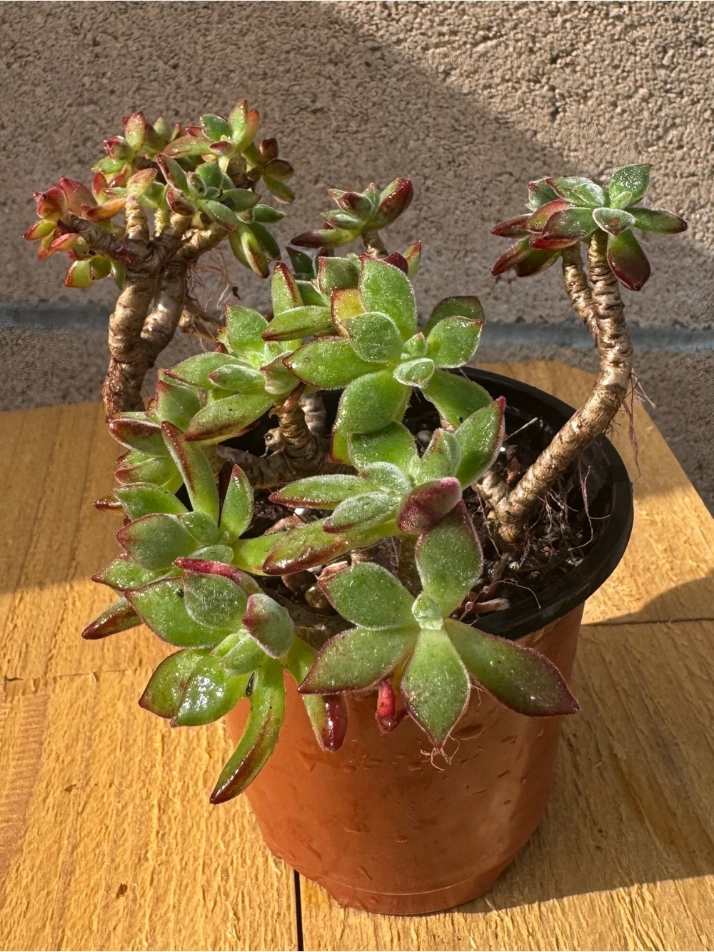 Echeveria Harmsii Ruby Slipper Succulent: Fuzzy Red Velvet Succulent